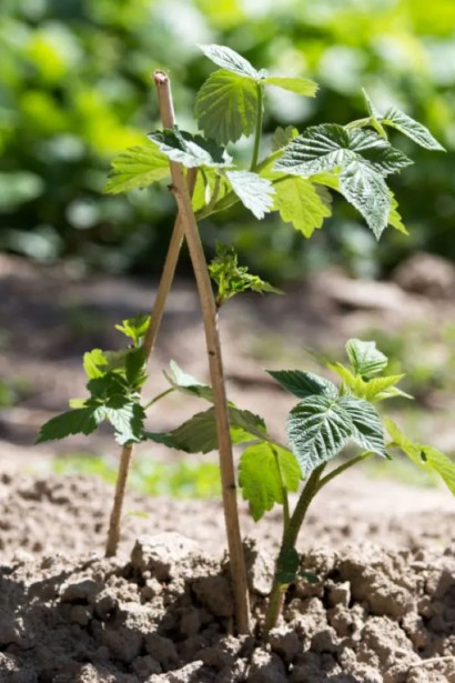 Молодий кущ малини Ярославна навесні